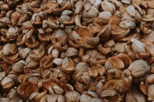 Coconut Husks