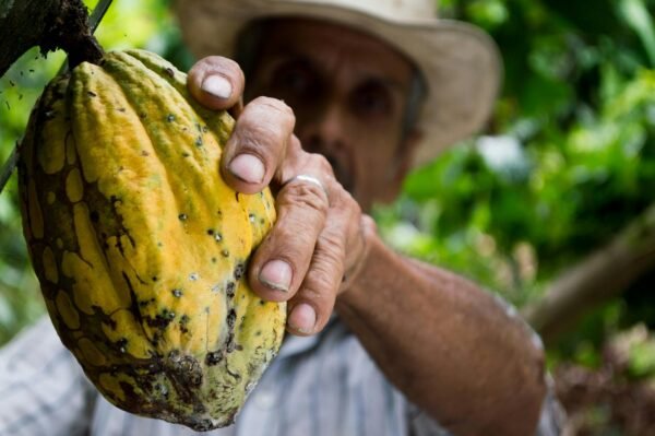 Farmer with Cacao